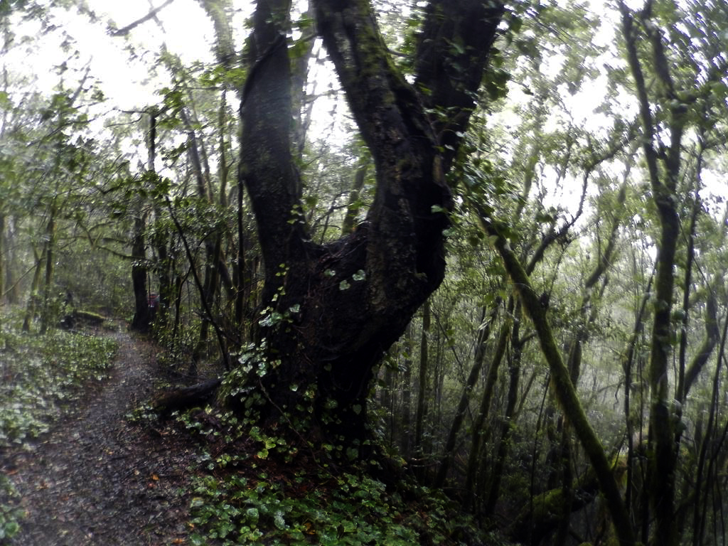 Wanderung vom Rocko de Agando, El Cercado, Hermigua