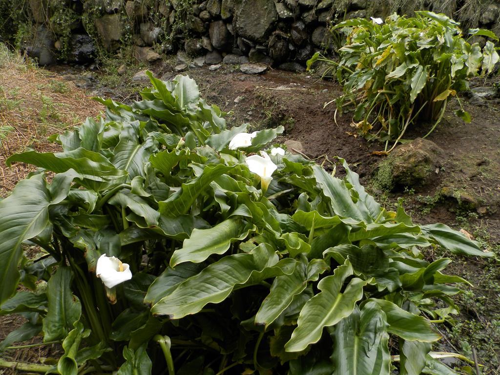 Wanderung vom Rocko de Agando, El Cercado, Hermigua
