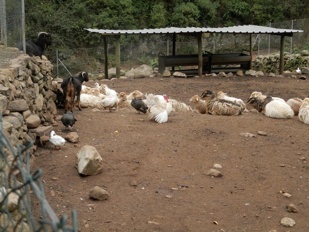 Wanderung vom Rocko de Agando, El Cercado, Hermigua