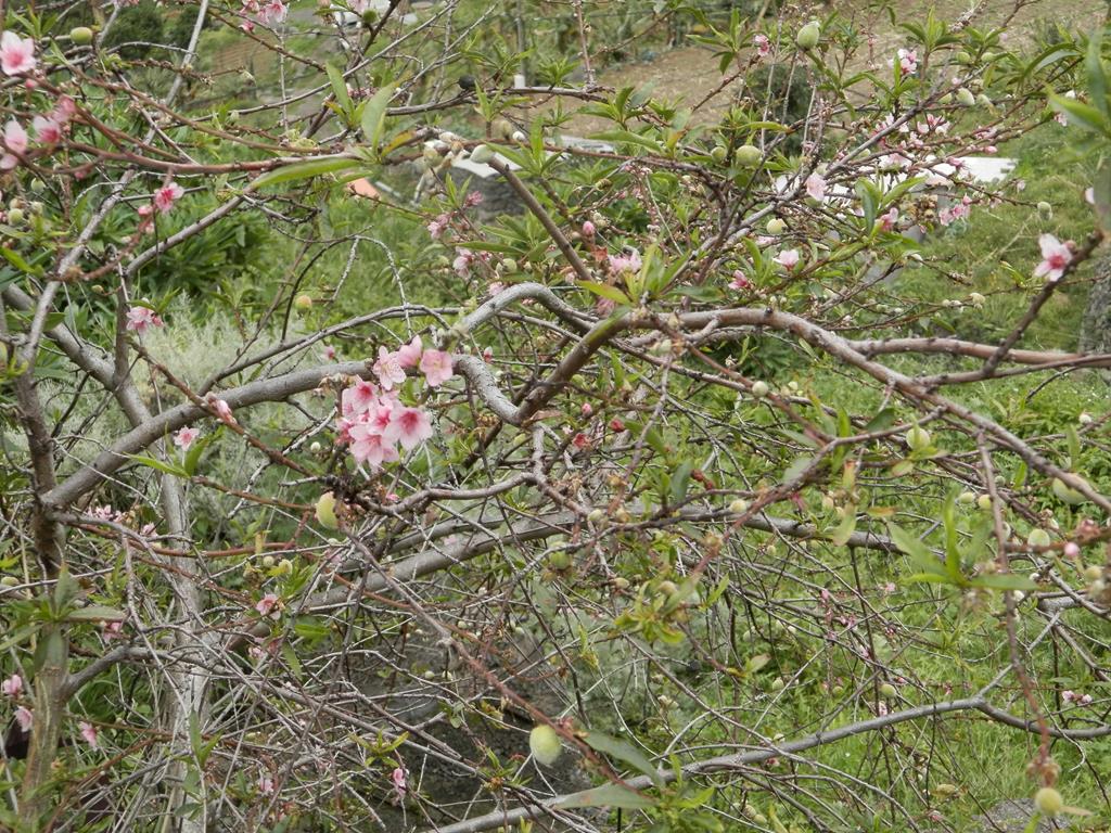Wanderung vom Rocko de Agando, El Cercado, Hermigua